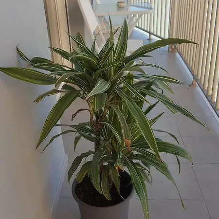 Appartement Chanty 1 Calpe